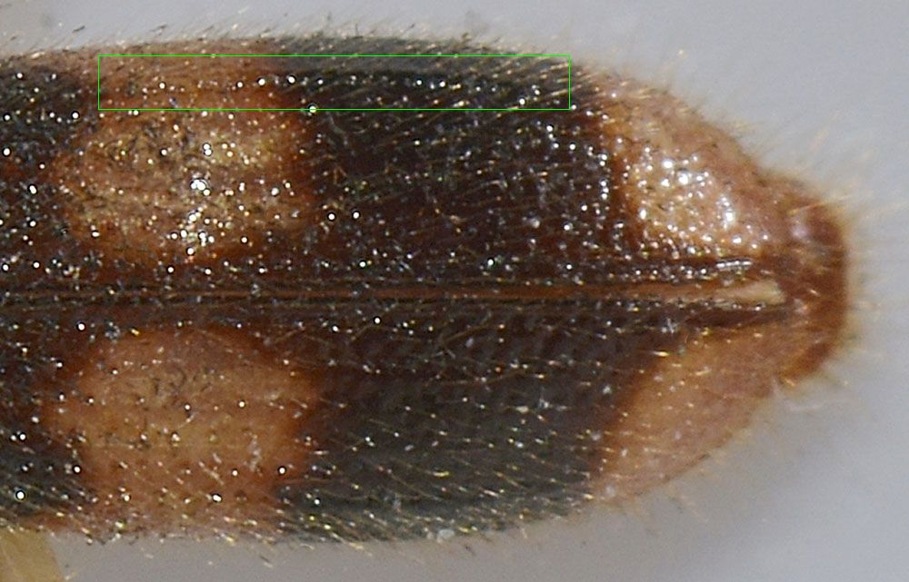 Cleridae: Opilo mollis o domesticus? Opilo mollis